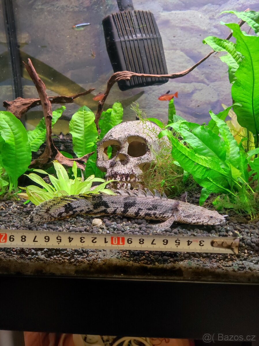 Polypterus