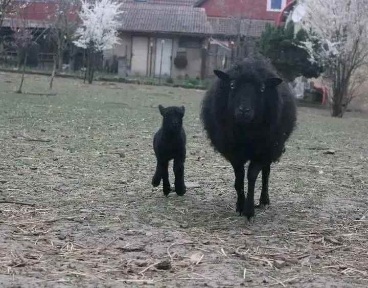 Quessantská jehnička