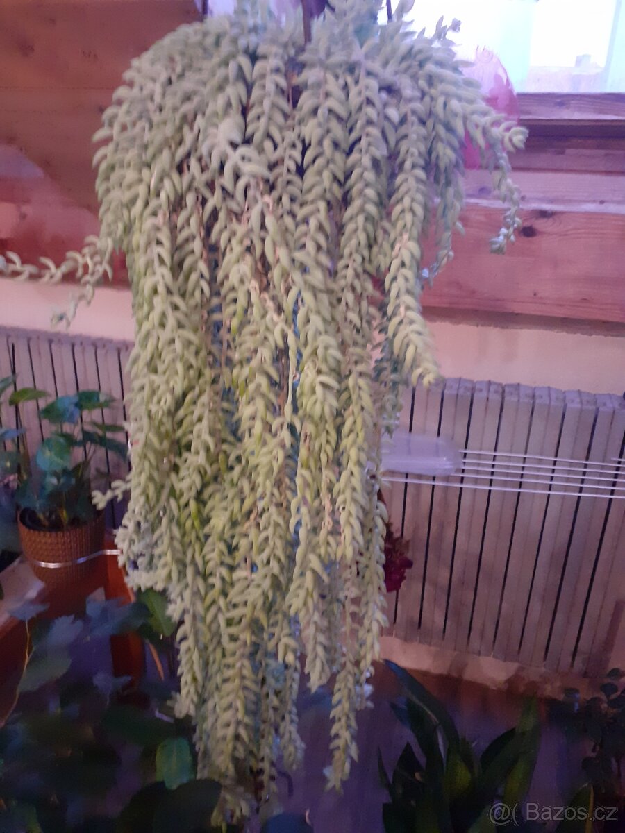 Sedum