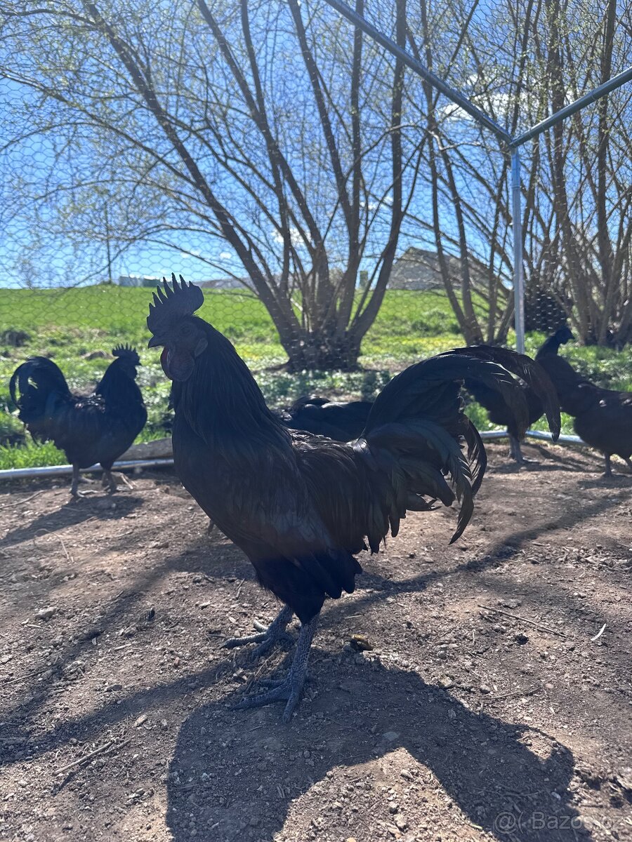 Ayam Cemani