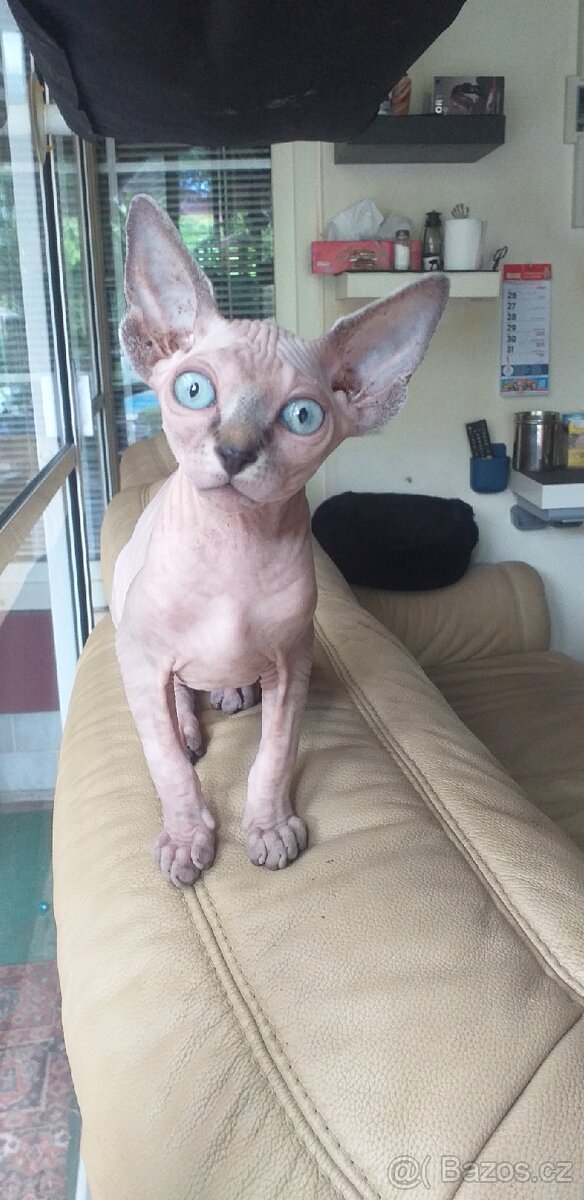 Sphynx holčička