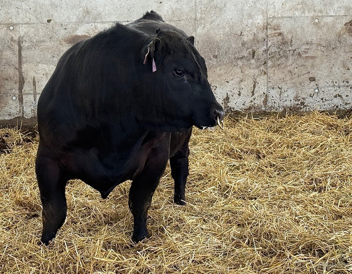 Plemenní býci Aberdeen Angus