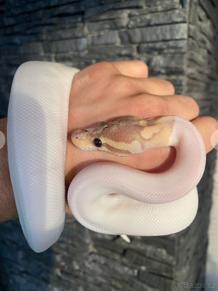 Krajta královská / Python regius - Banana Piebald NZ/24