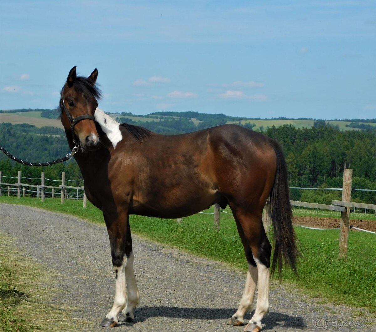 Paint horse hřebeček 2024