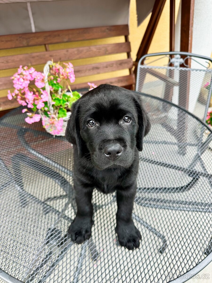 IHNED K ODBĚRU Labradorský Retriever s PP