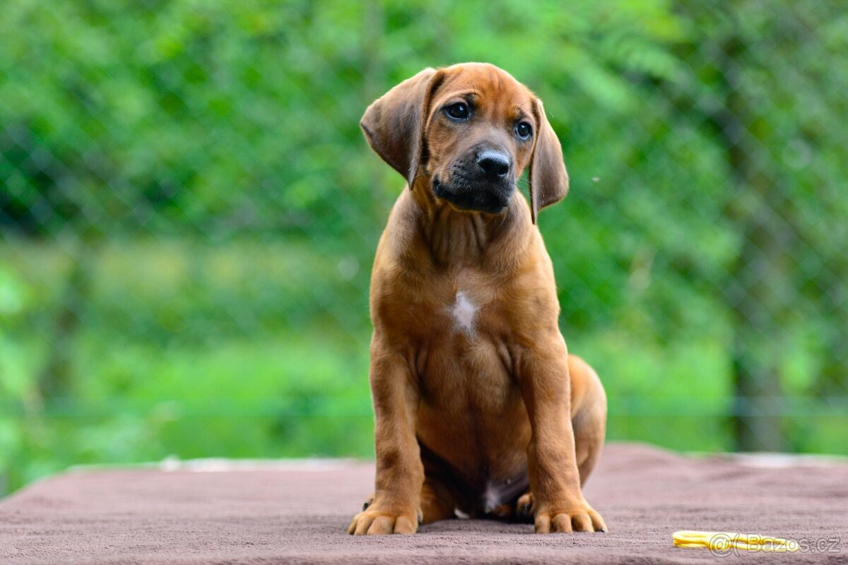 Štěňátko rhodéského ridgebacka - nestandardní kluk s PP