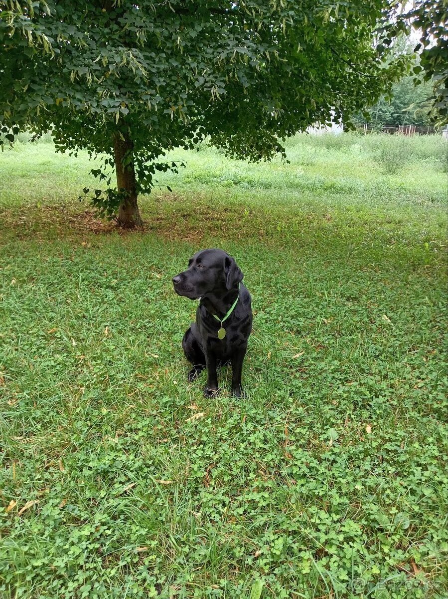 Labrador retrívr s PP - krytí