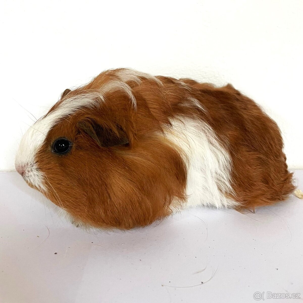 Morčátka k prodeji