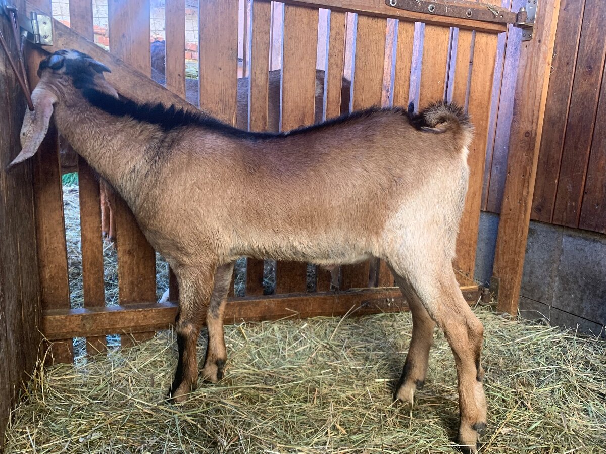 100% anglonubijský kozel