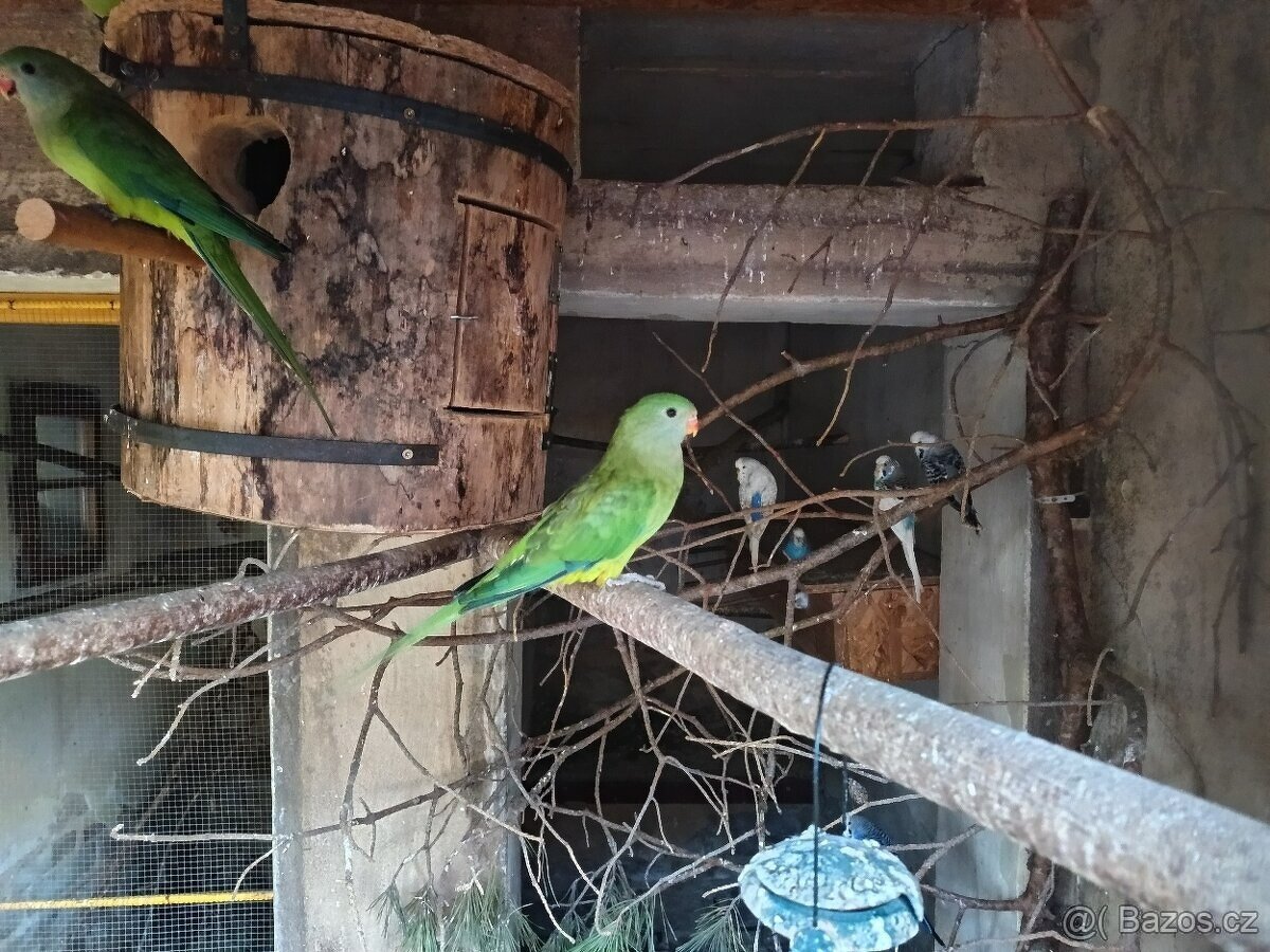 papoušek nádherný