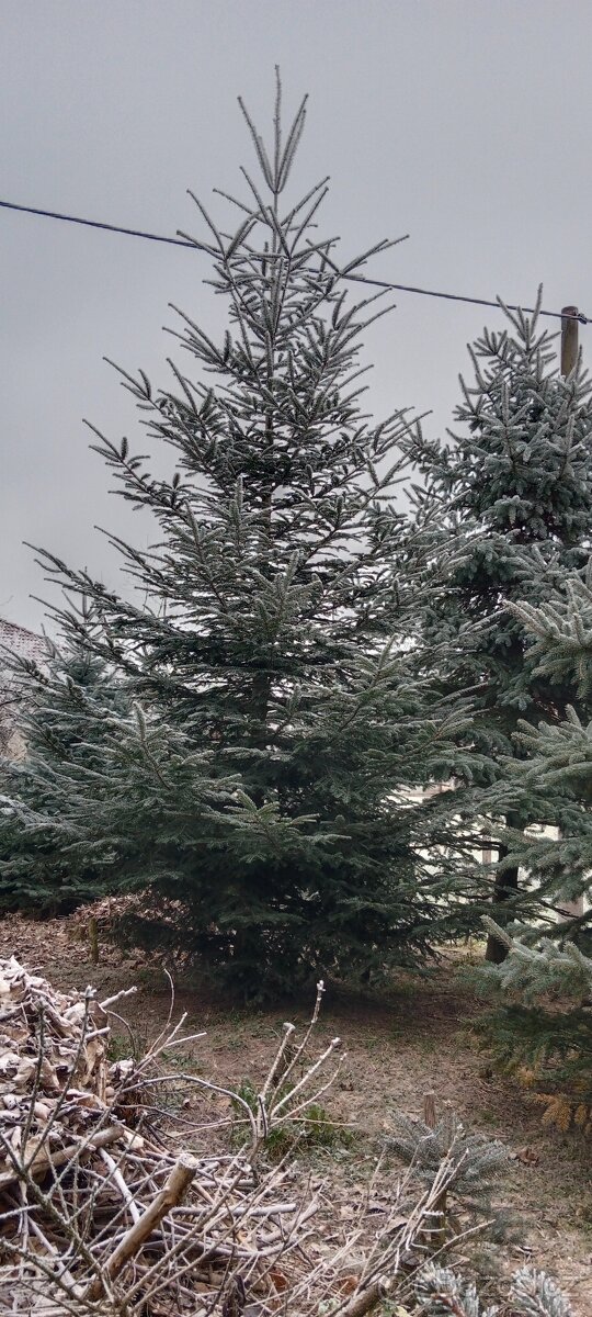 Vánoční stromeček, stromek, strom, jedle