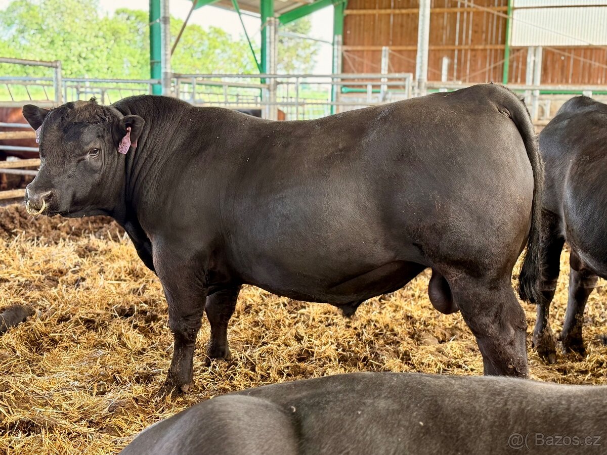 Plemenní býci Aberdeen Angus