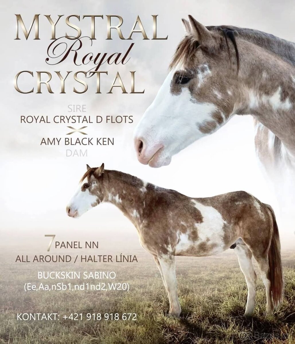 Apha paint horse zrebec APH pripustenie