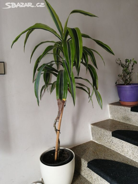 pokojová rostlina dracena