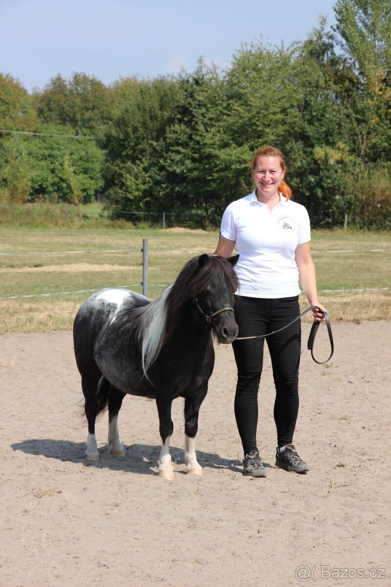 Klisna shetland pony