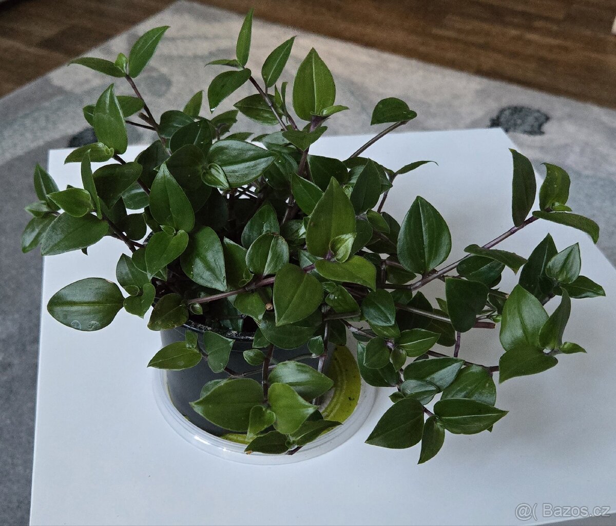 Tradescantia fluminensis,  velký trs