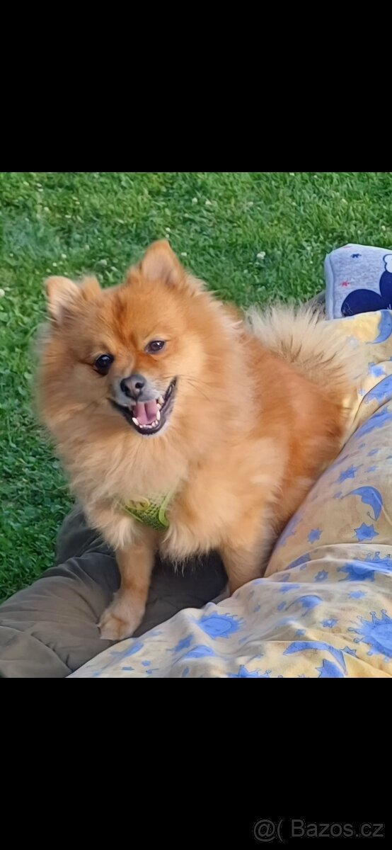 Německý špic- pomeranian