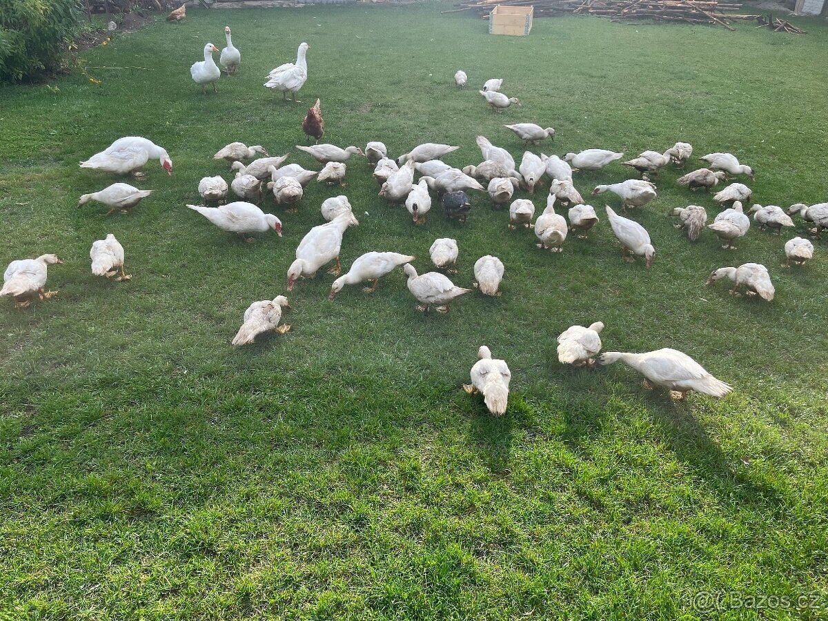 Prodej vykrmených kachen