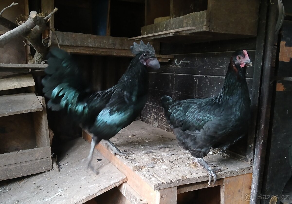 Kohout Ayam Cemani