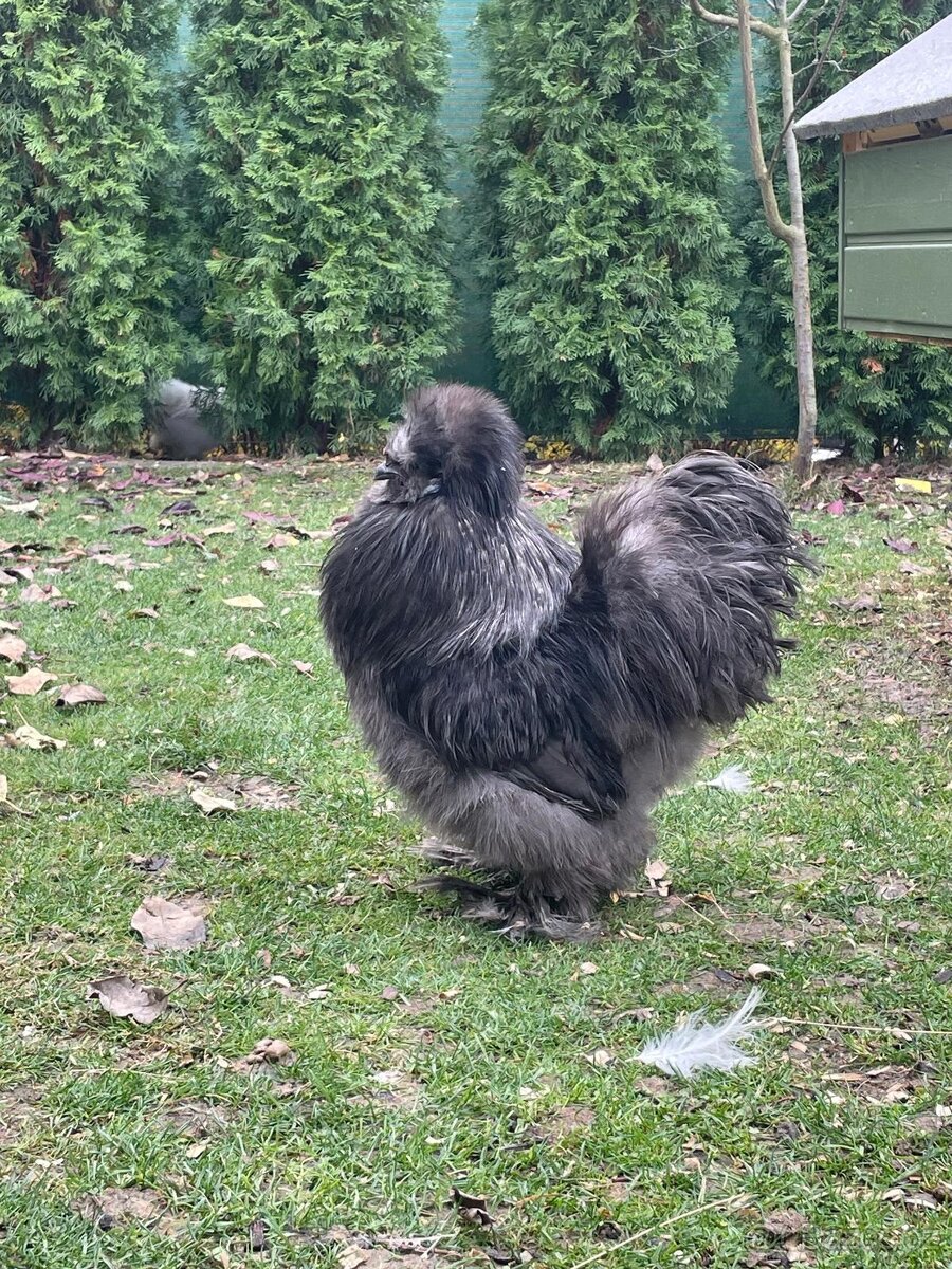 Hedvábnička kohoutek