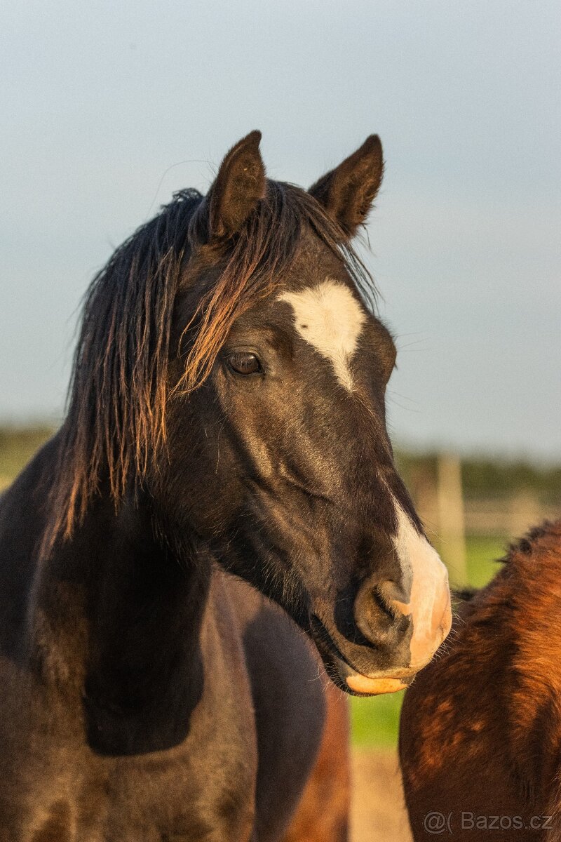 Valach Welsh Cob 3,5 roku