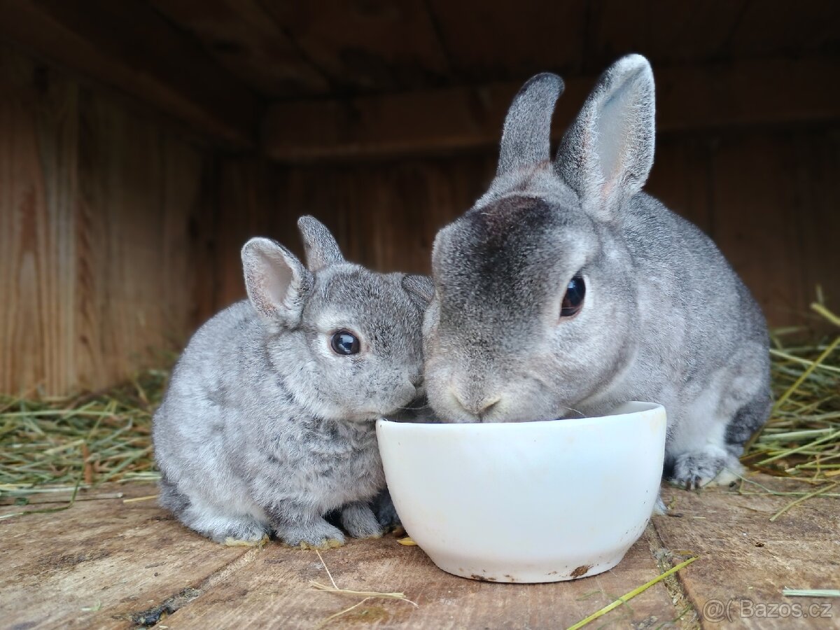 Zakrslý REX činčilový s rodokmenem miminka