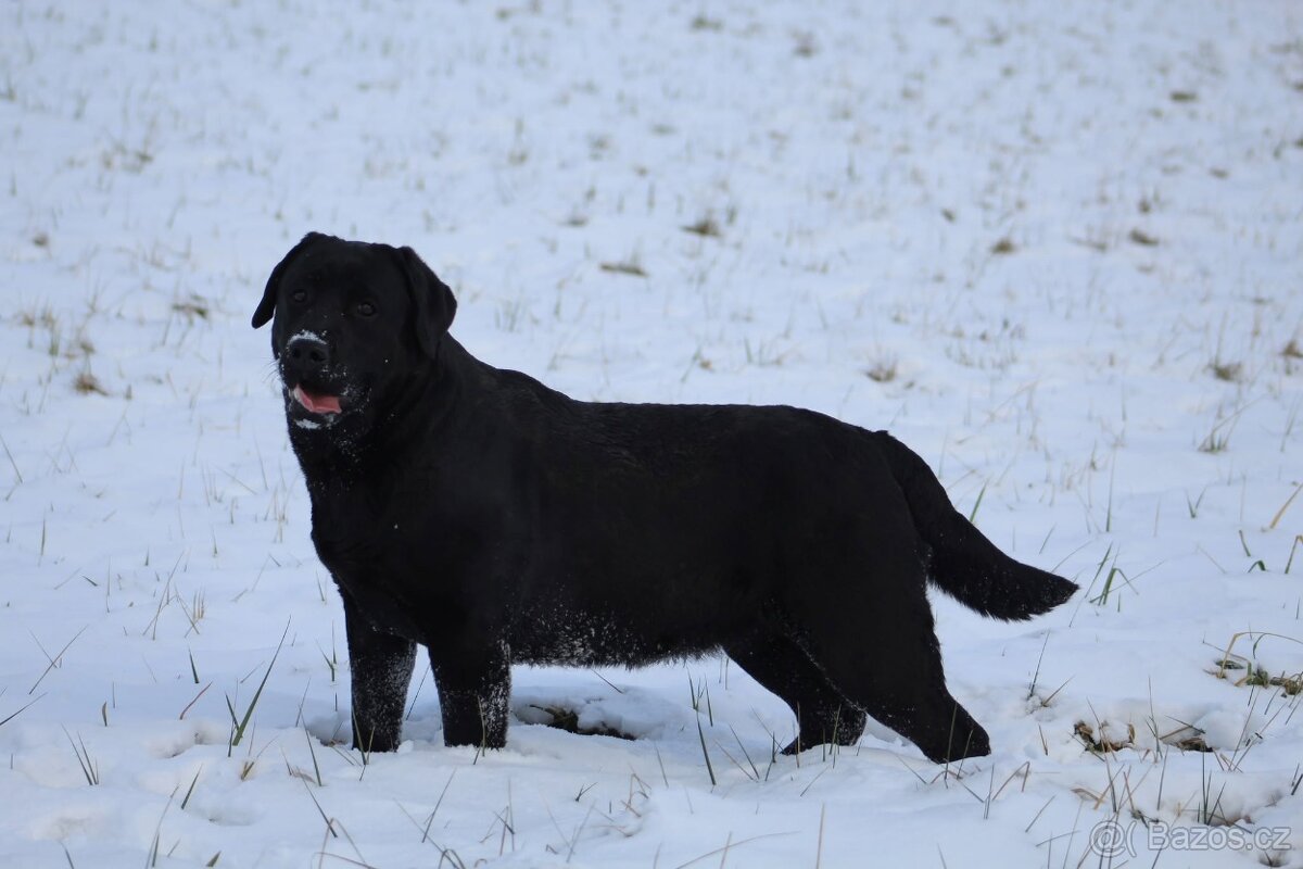 Labradorský retrívr s PP