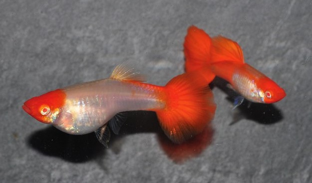 Aktuální nabídka akvarijních rybek,šneků,krevet