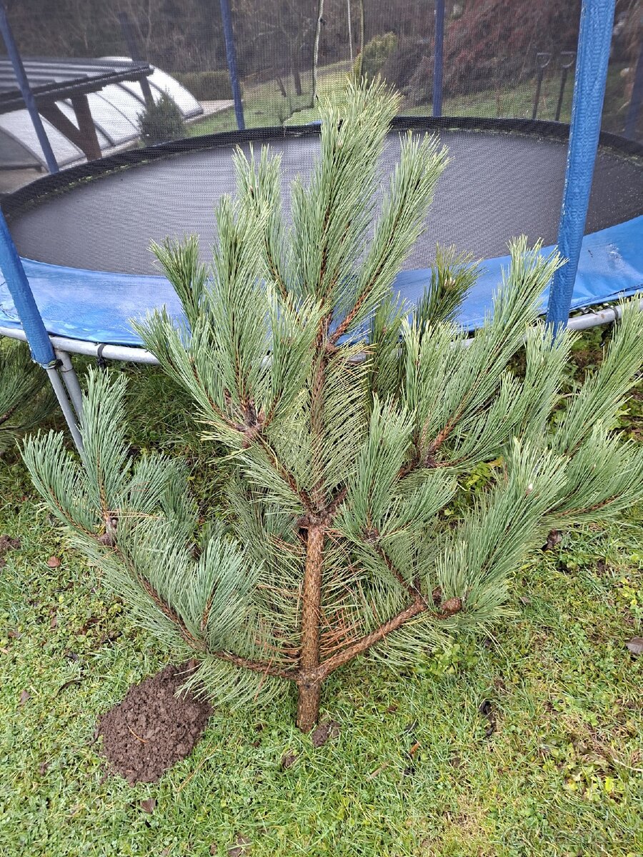 Vánoční stromeček borovička