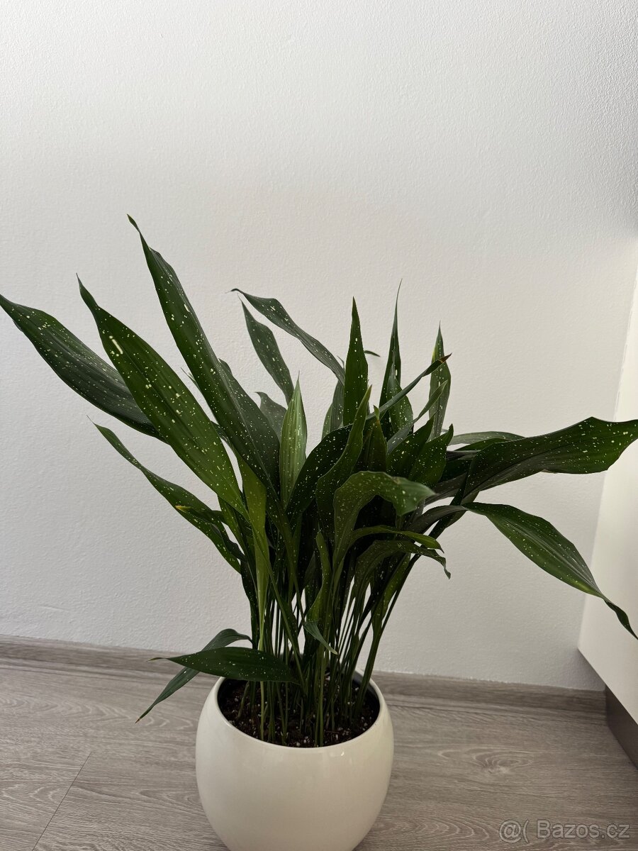 Aspidistra milky way
