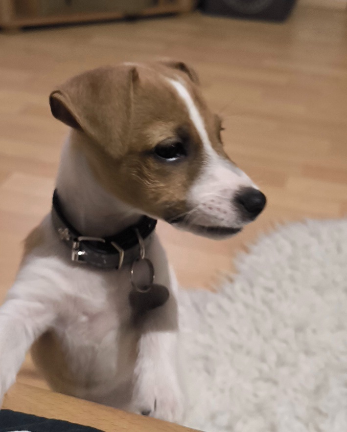 Jack Russell teriér na prodej