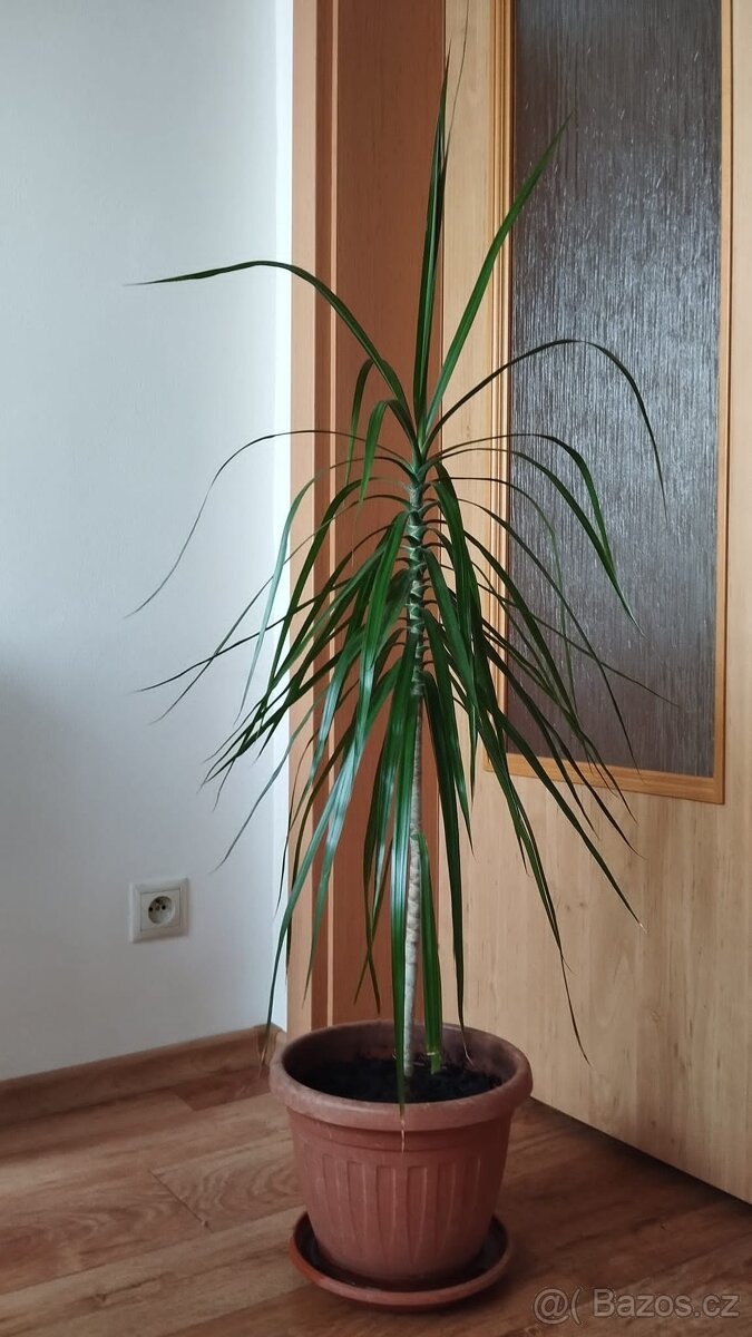 Dracena