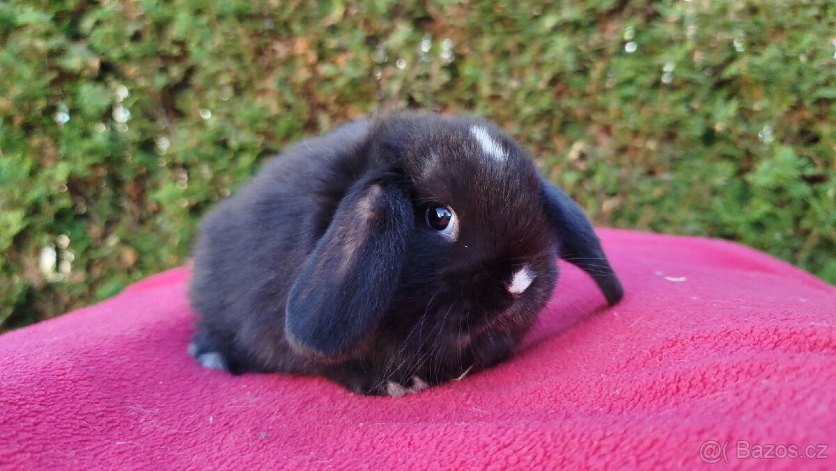 Zakrslý beránek, králíček, králík - DENIS