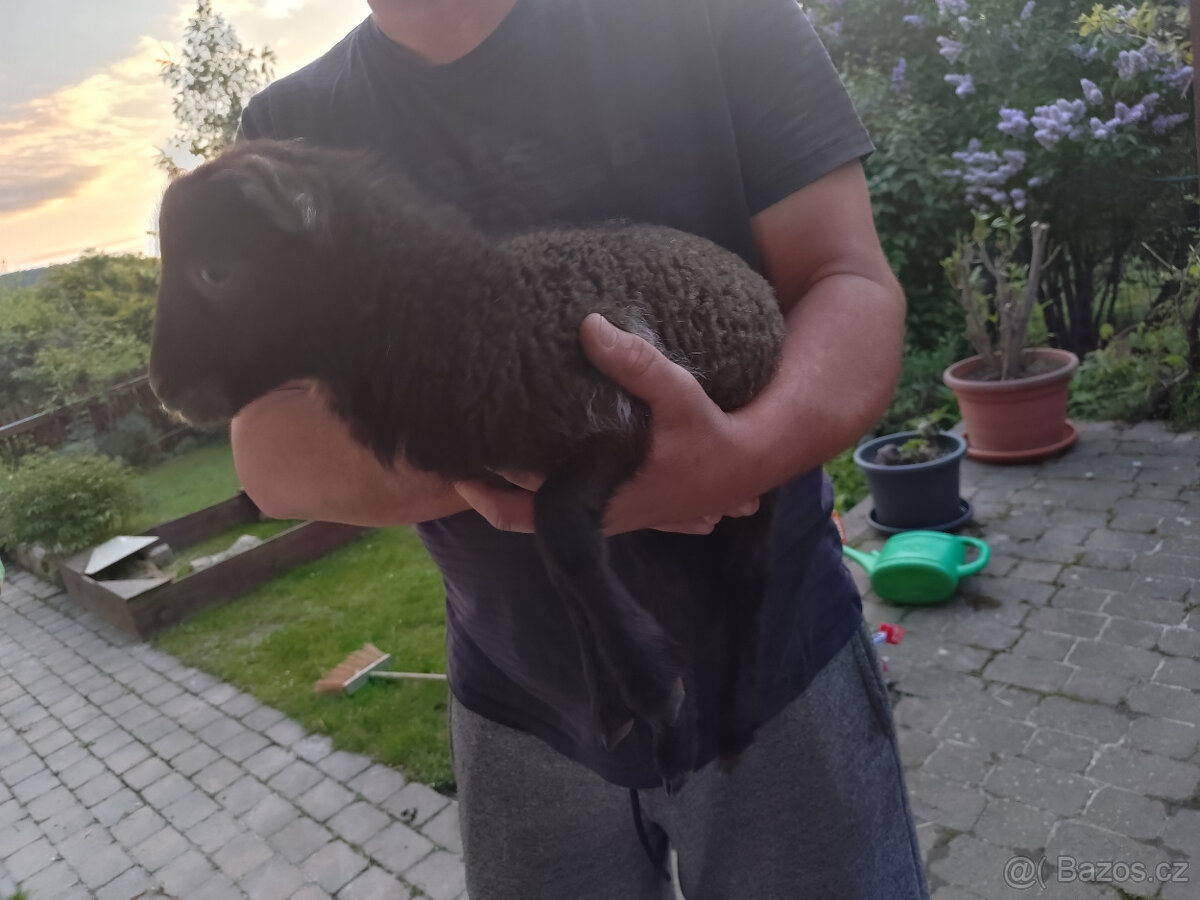 jehňátko ovce quessantské/ouessantské - šimlový beránek