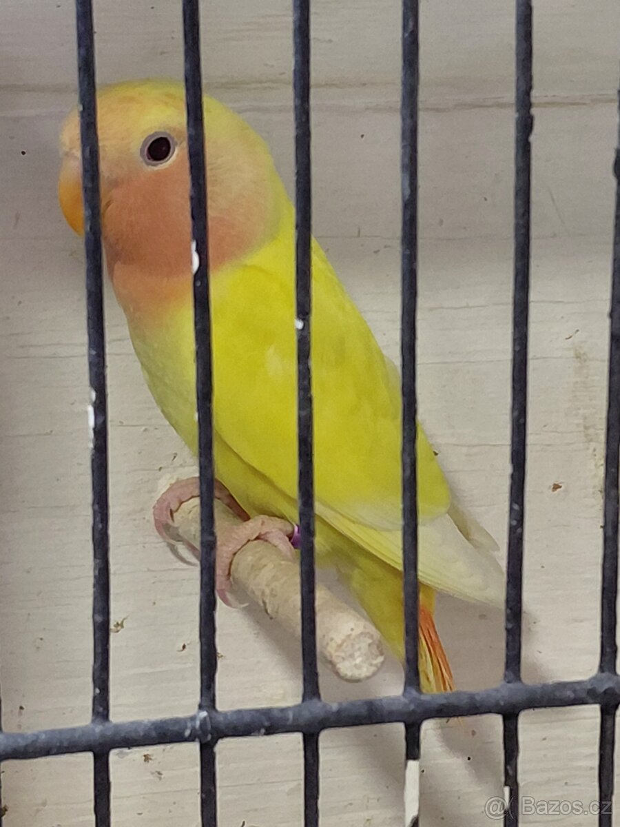 Agapornis růẓ̌ohrdlý