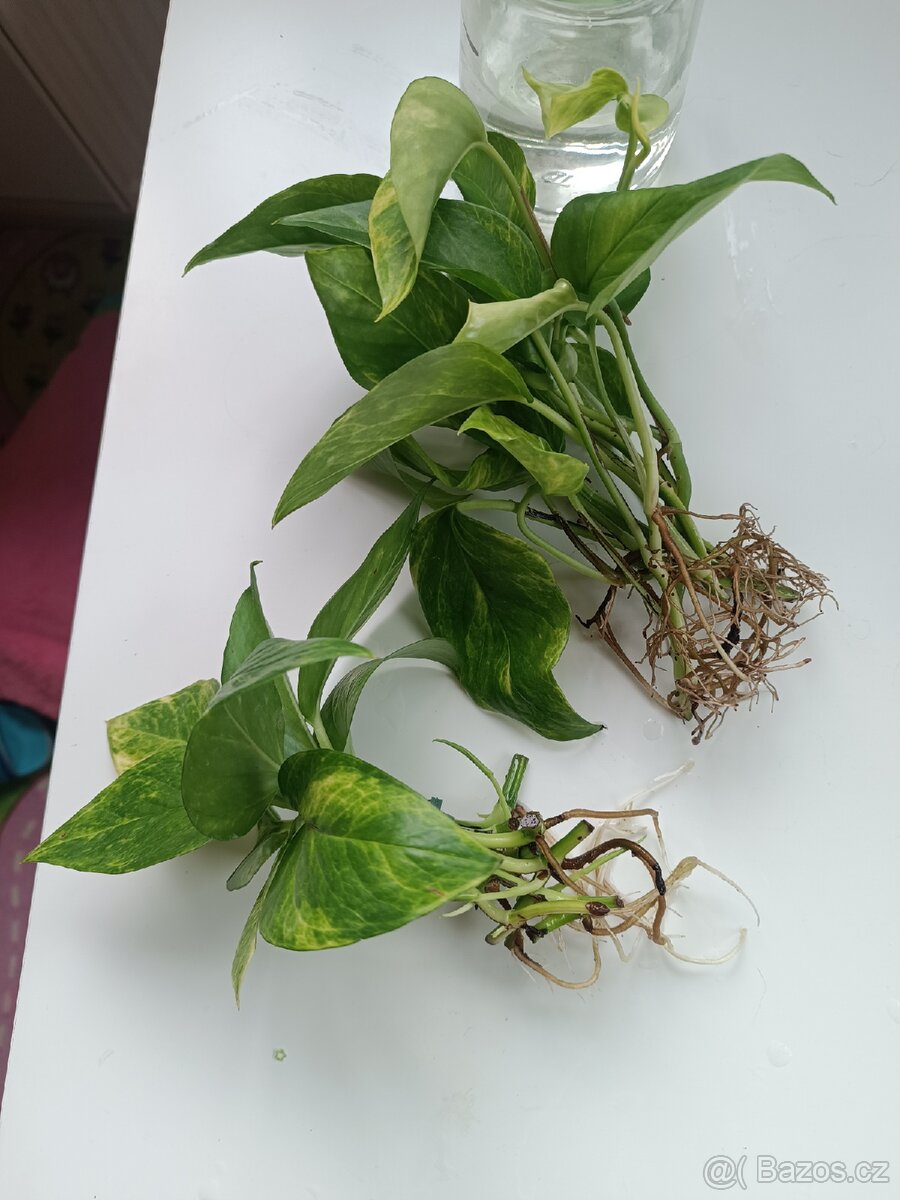 Epipremnun Hicolor