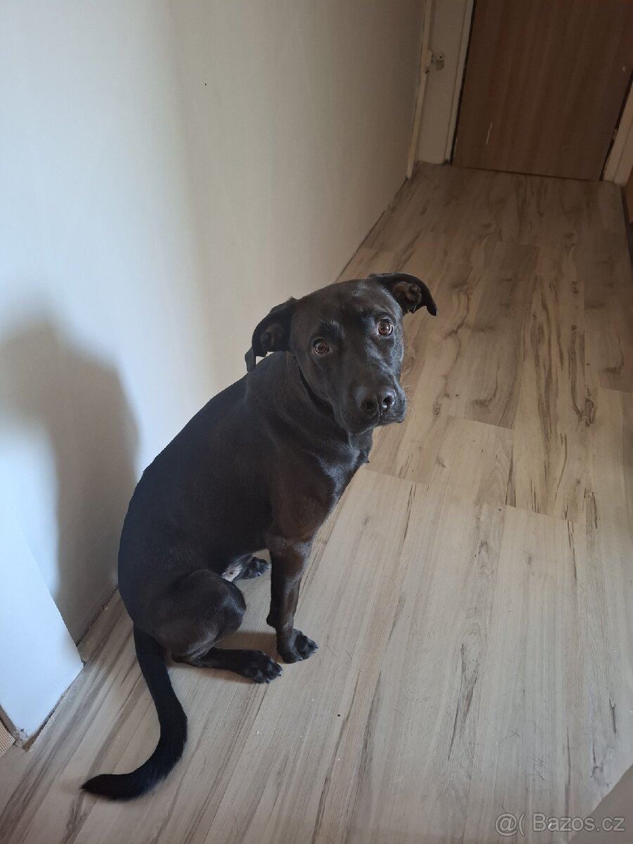 Labrador křížený