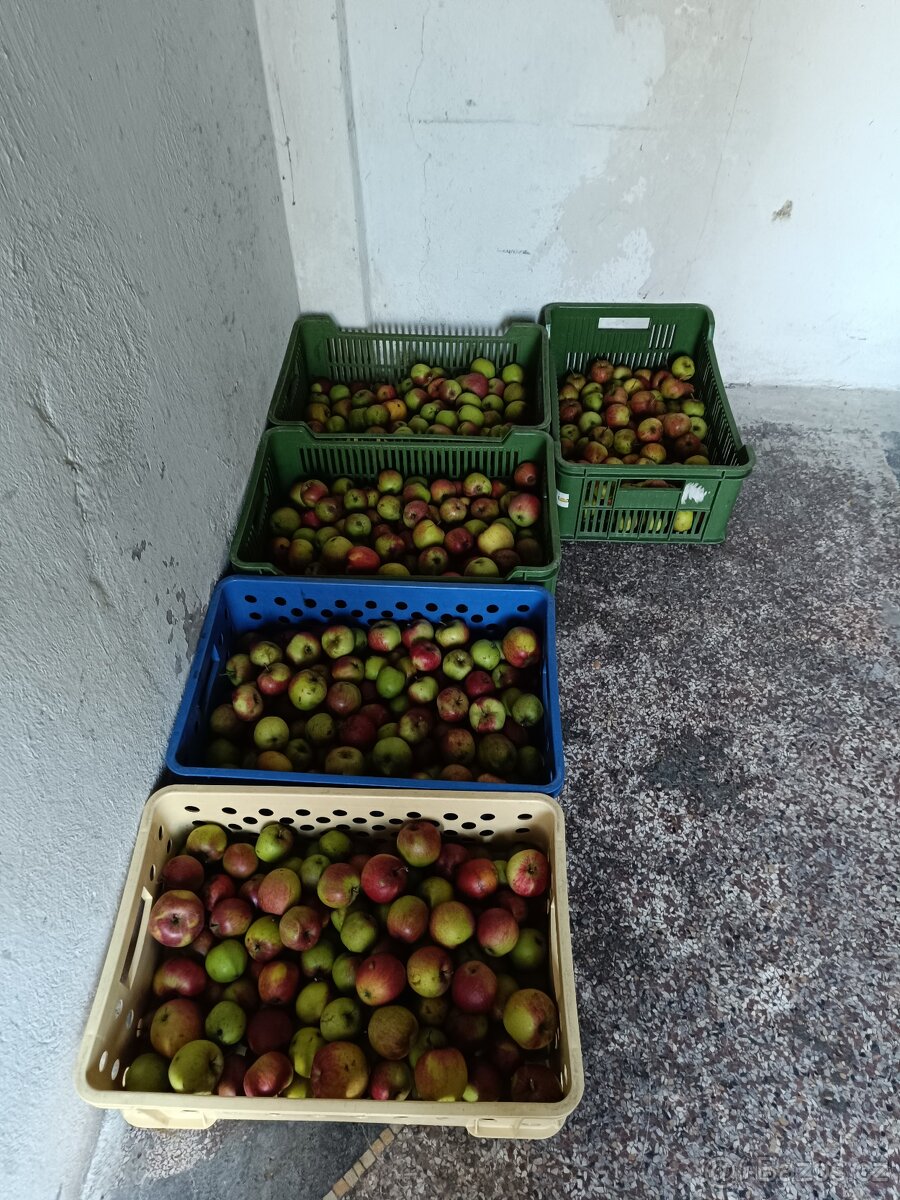Prodám jablka