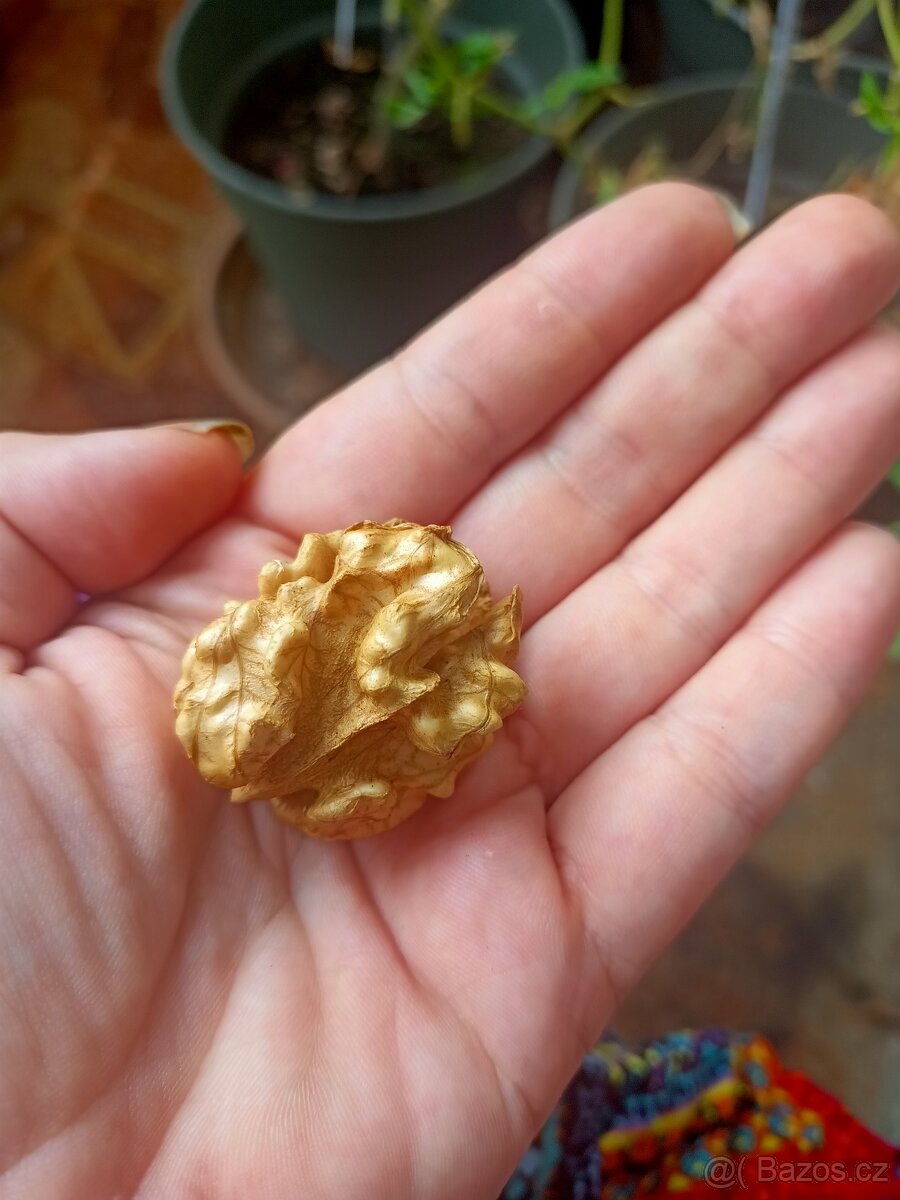 Vlašské ořechy jádra