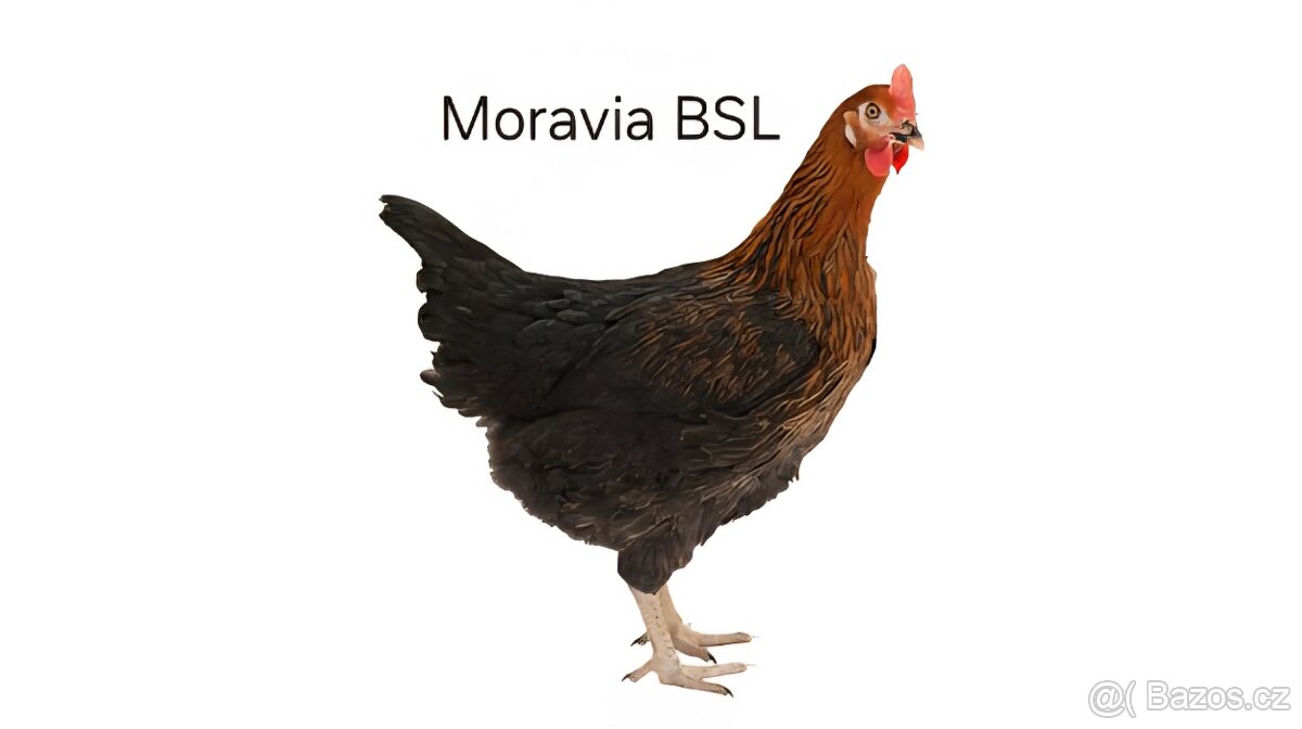Farma Donín nabízí kuřice ve stáří 17 týdnů za 250,- Kč/ks.