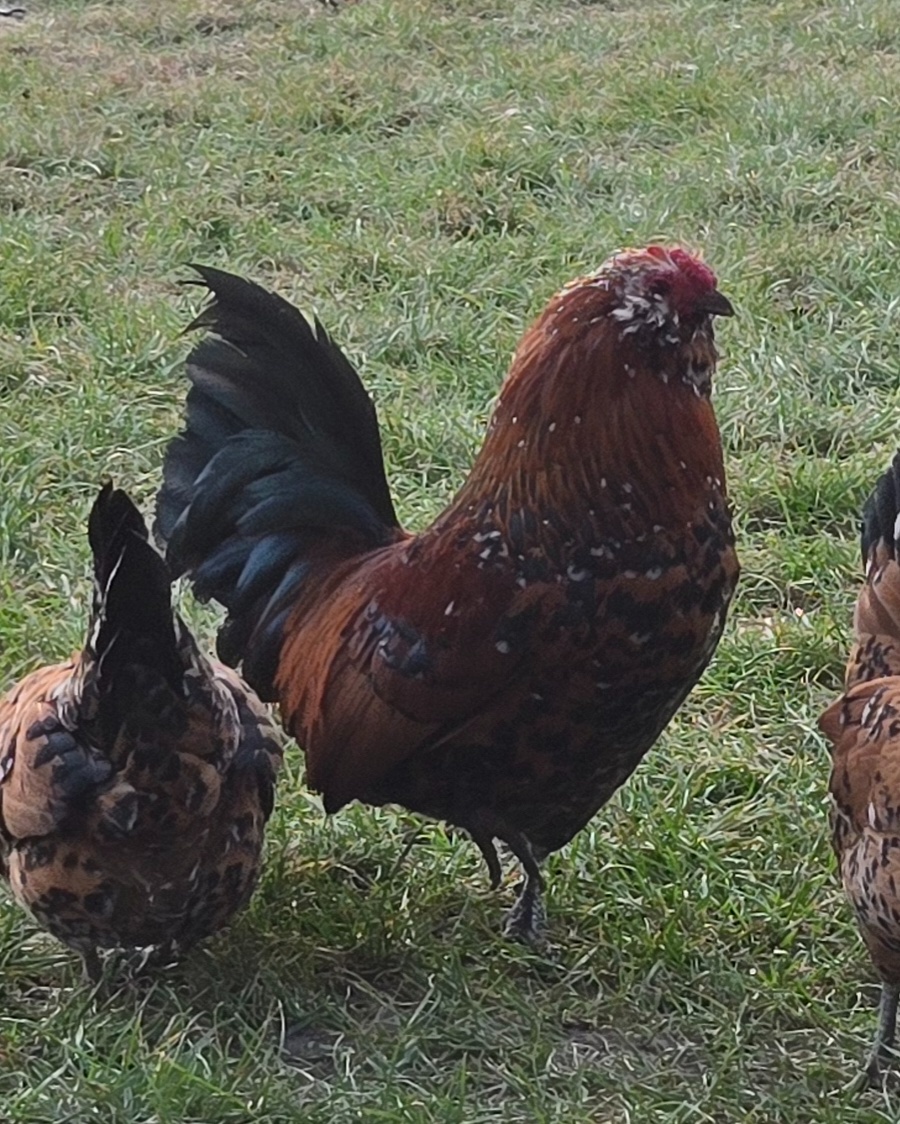 Antverpský vousáč