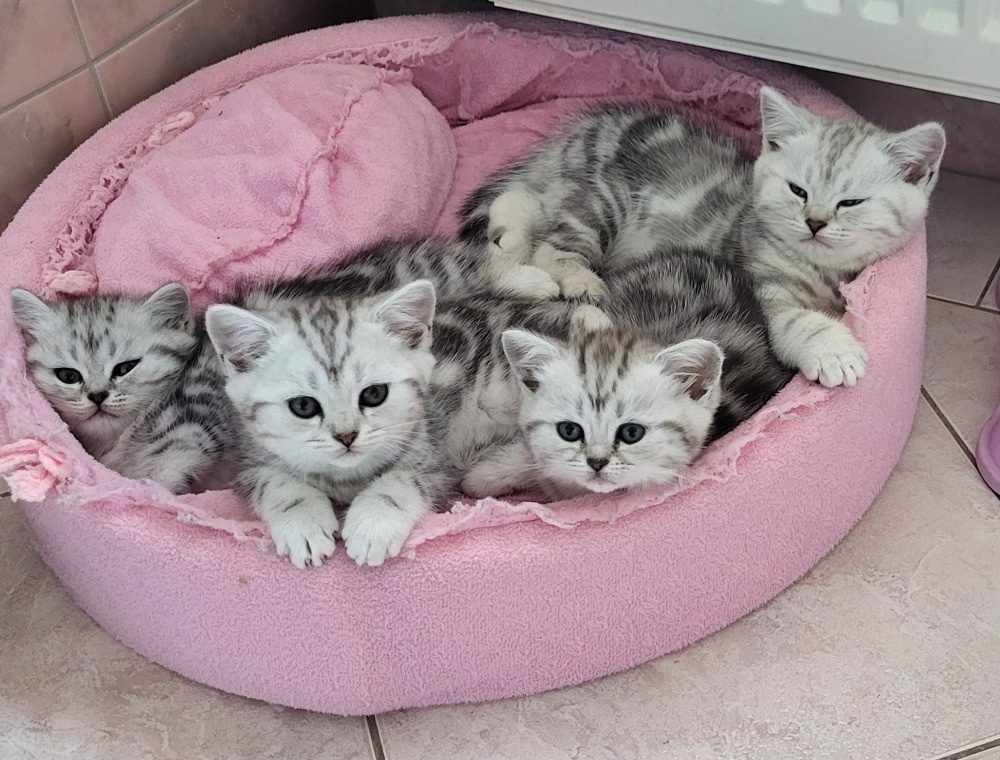 Britská-whiskas-koťátka