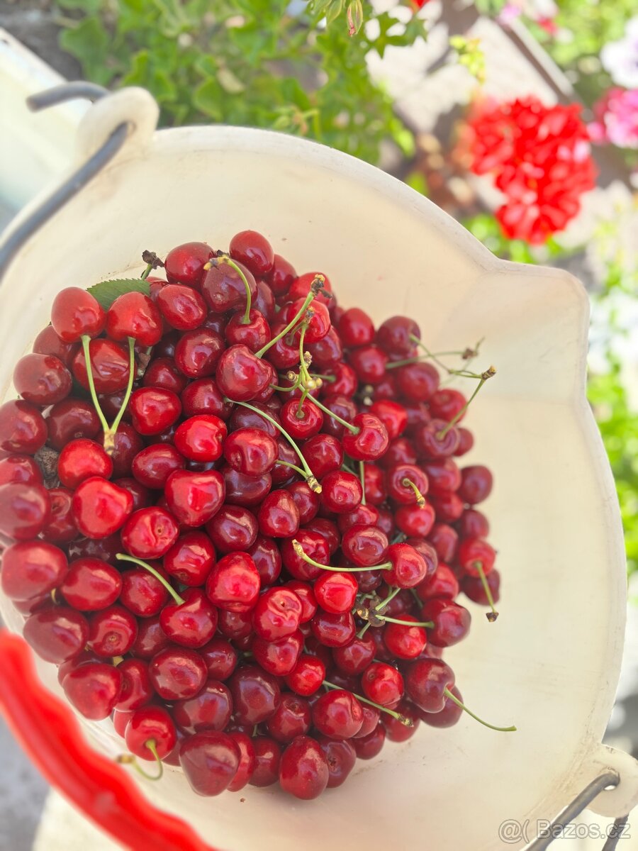 čerstvé třešně 90,-/ kg Dubňany