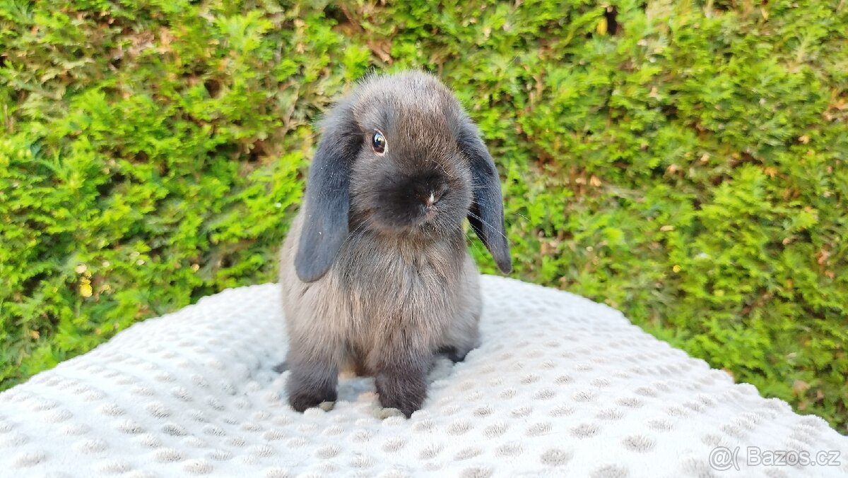 Zakrslý beránek, králíček, králík - PATRIK