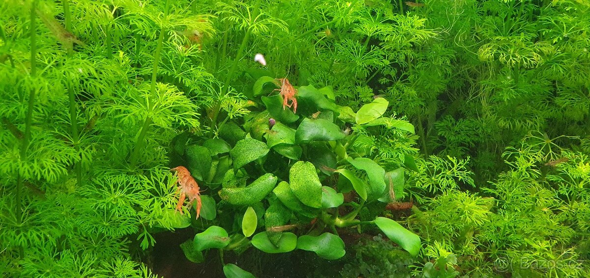 Cambarellus patzcuarensis var. Orange (CPO)