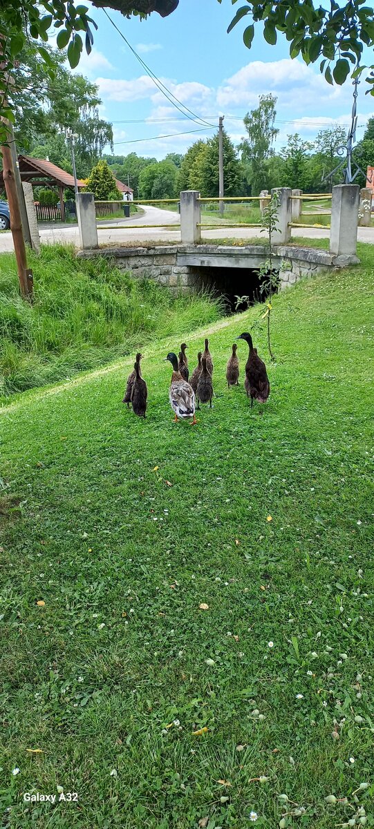 INDICKÝ BĚŽEC PÁR