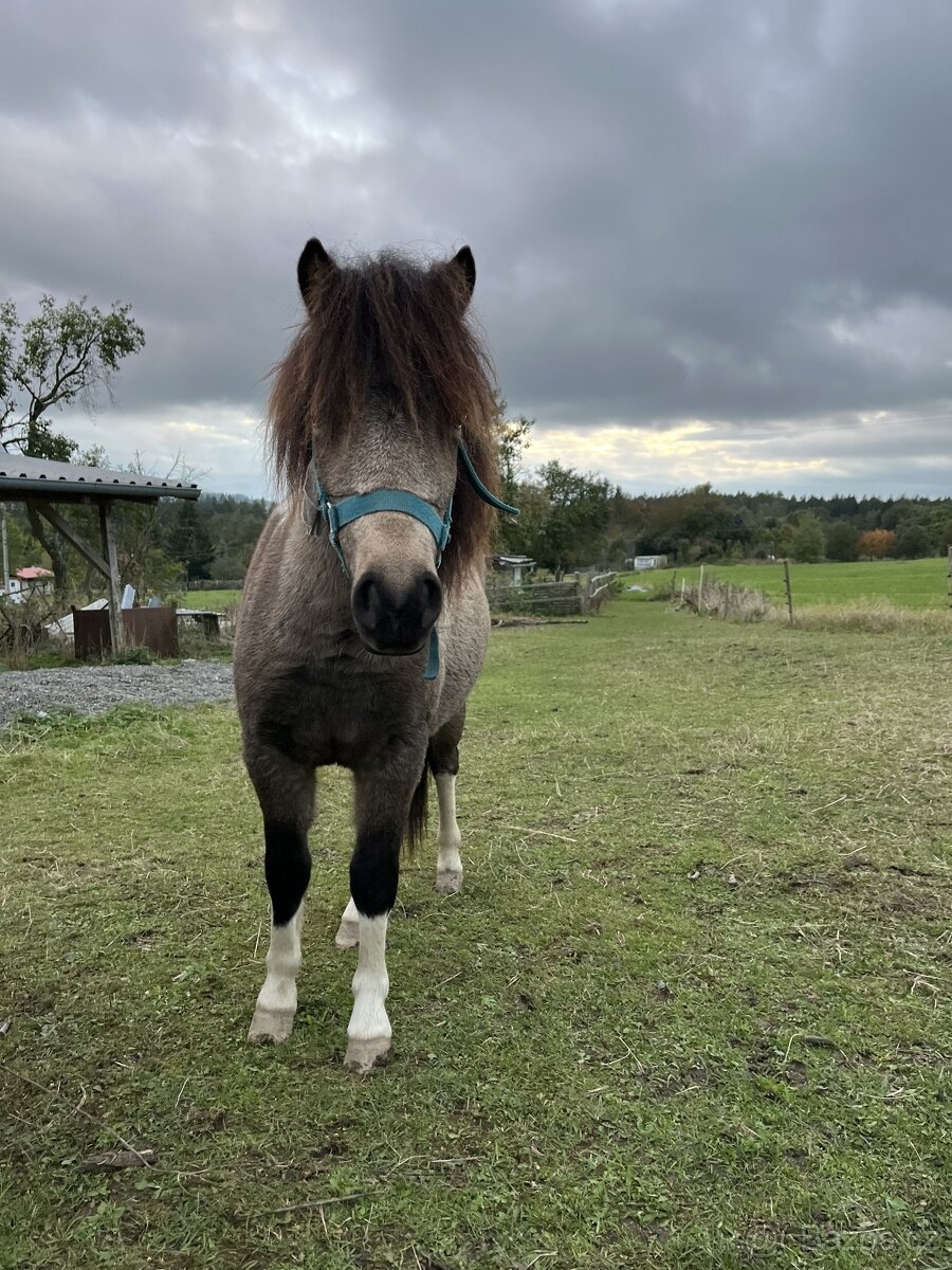 Hřebeček Pony