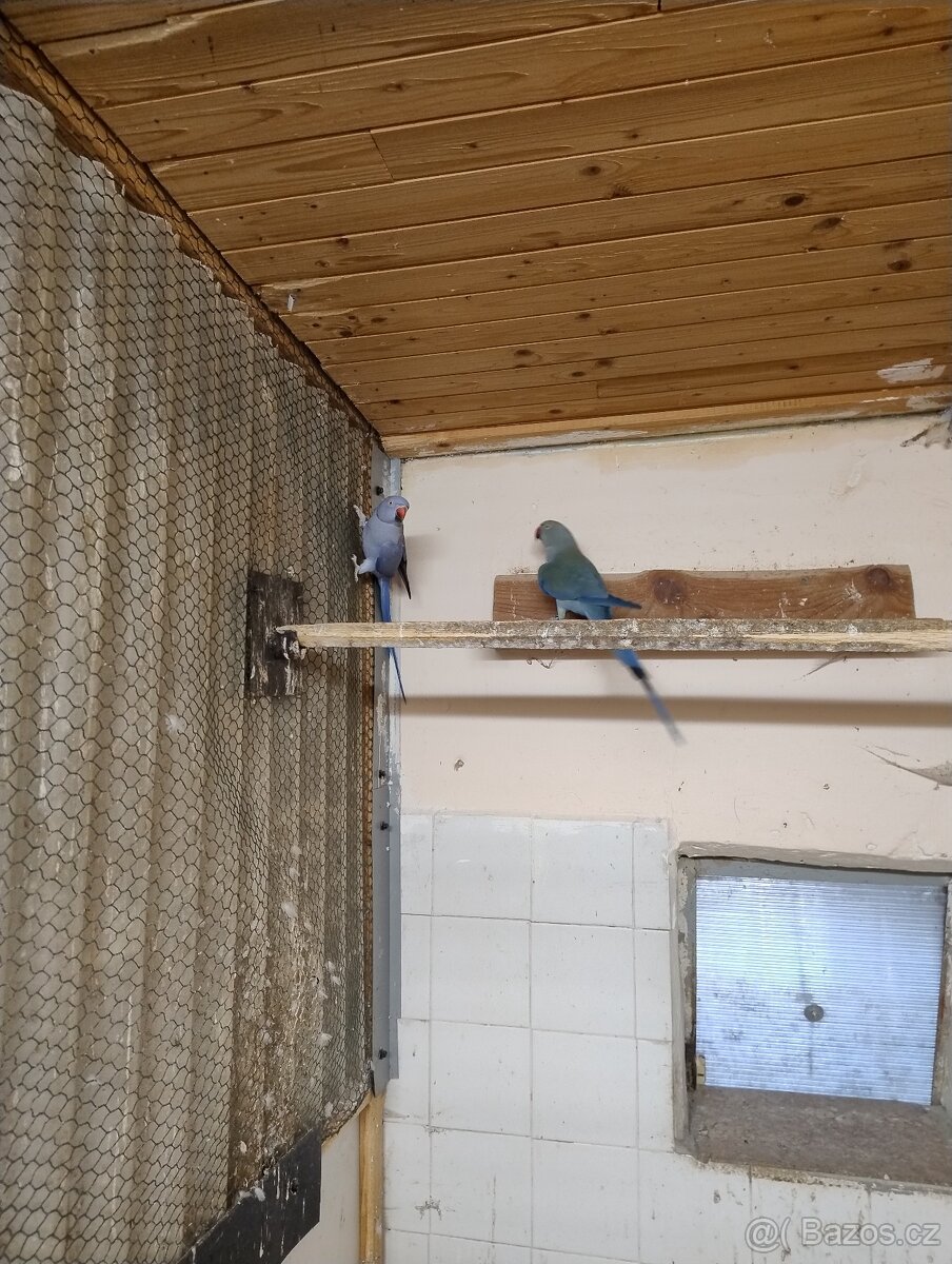 0.2 Alexandr malý Violetta