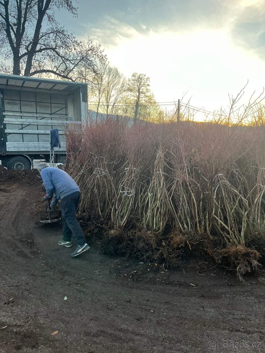 9 lete kanadské borůvky  TRINEC 500kc