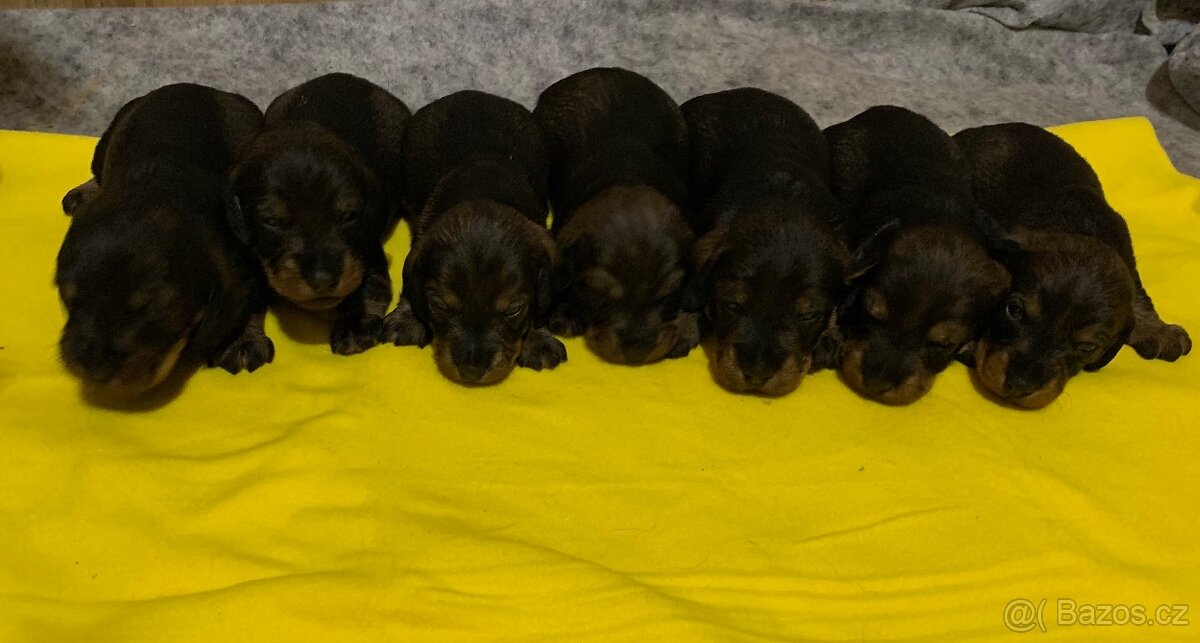 Jezevčík standard drsnosrstý s PP